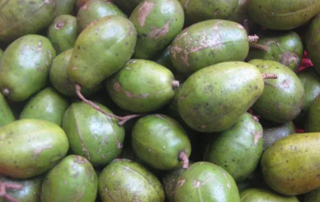 Khám Phá Hình Ảnh Quả Cóc Và Các Loại (hyponym) Quả Cóc Đặc Trưng Cho Độc Giả Khám Phá Hình Ảnh Quả Cóc Và Các Loại (hyponym) Quả Cóc Đặc Trưng Cho Độc Giả