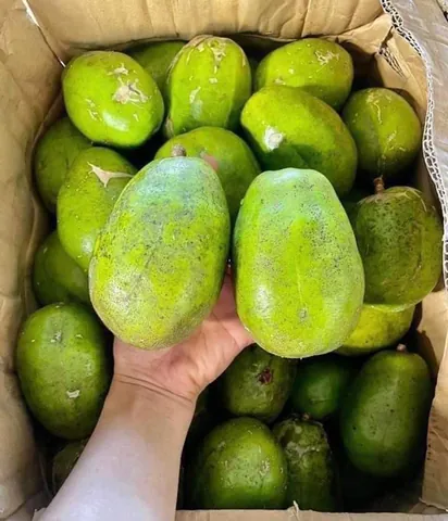 Khám Phá Hình Ảnh Quả Cóc Và Các Loại (hyponym) Quả Cóc Đặc Trưng Cho Độc Giả Khám Phá Hình Ảnh Quả Cóc Và Các Loại (hyponym) Quả Cóc Đặc Trưng Cho Độc Giả
