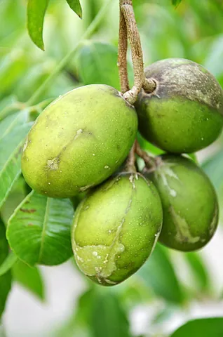 Khám Phá Hình Ảnh Quả Cóc Và Các Loại (hyponym) Quả Cóc Đặc Trưng Cho Độc Giả Khám Phá Hình Ảnh Quả Cóc Và Các Loại (hyponym) Quả Cóc Đặc Trưng Cho Độc Giả