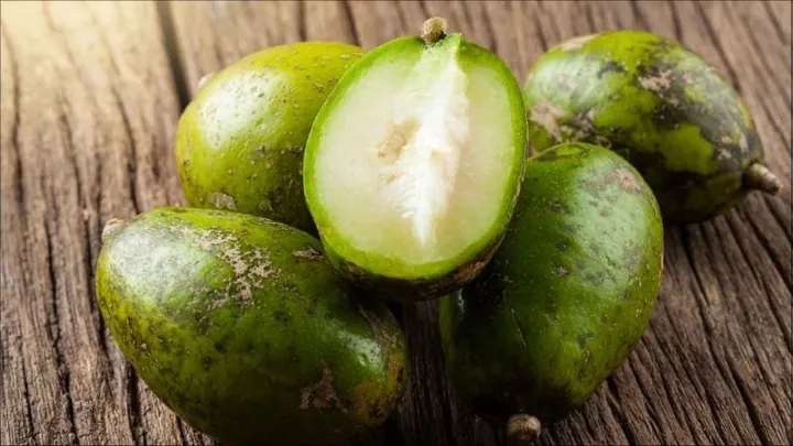 Khám Phá Hình Ảnh Quả Cóc Và Các Loại (hyponym) Quả Cóc Đặc Trưng Cho Độc Giả Khám Phá Hình Ảnh Quả Cóc Và Các Loại (hyponym) Quả Cóc Đặc Trưng Cho Độc Giả