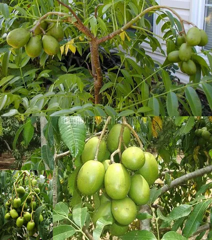Khám Phá Hình Ảnh Quả Cóc Và Các Loại (hyponym) Quả Cóc Đặc Trưng Cho Độc Giả Khám Phá Hình Ảnh Quả Cóc Và Các Loại (hyponym) Quả Cóc Đặc Trưng Cho Độc Giả
