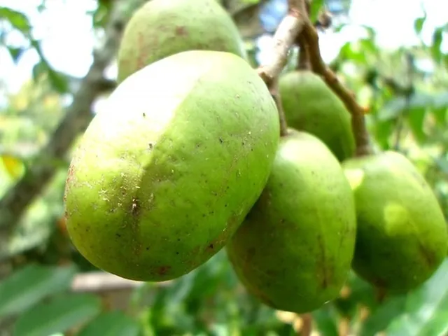 Khám Phá Hình Ảnh Quả Cóc Và Các Loại (hyponym) Quả Cóc Đặc Trưng Cho Độc Giả Khám Phá Hình Ảnh Quả Cóc Và Các Loại (hyponym) Quả Cóc Đặc Trưng Cho Độc Giả