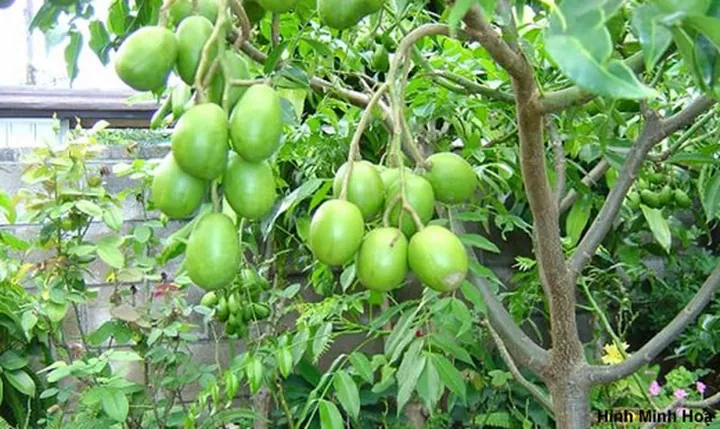 Khám Phá Hình Ảnh Quả Cóc Và Các Loại (hyponym) Quả Cóc Đặc Trưng Cho Độc Giả Khám Phá Hình Ảnh Quả Cóc Và Các Loại (hyponym) Quả Cóc Đặc Trưng Cho Độc Giả