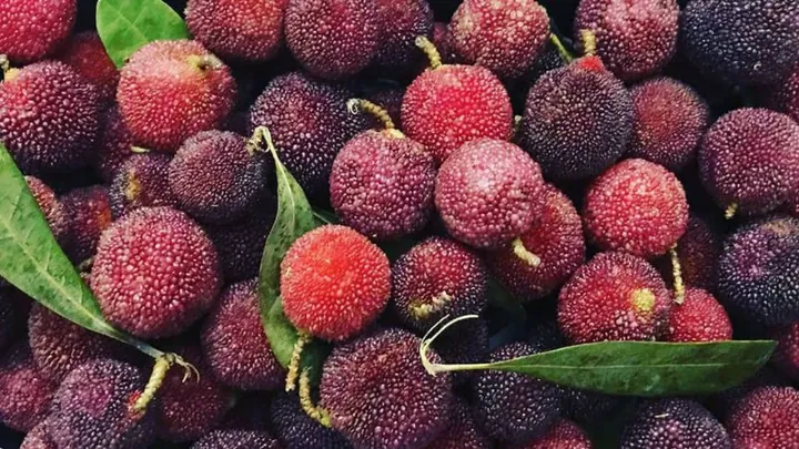 Tải Hình Ảnh Quả Mai Đẹp Nhất (quả Mai Xanh, Quả Mai Chín) Cho Người Yêu Cây Cảnh