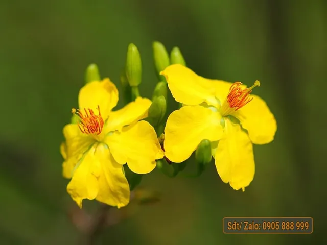 Tải Hình Ảnh Quả Mai Đẹp Nhất (quả Mai Xanh, Quả Mai Chín) Cho Người Yêu Cây Cảnh