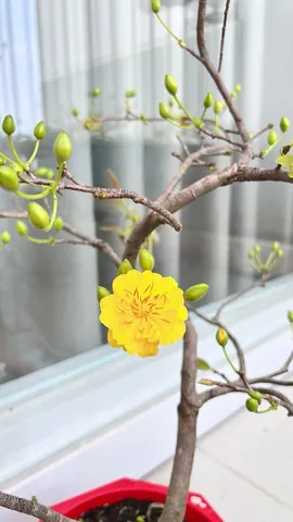 Tải Hình Ảnh Quả Mai Đẹp Nhất (quả Mai Xanh, Quả Mai Chín) Cho Người Yêu Cây Cảnh