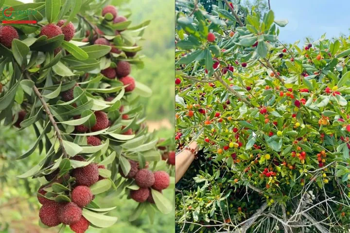 Tải Hình Ảnh Quả Mai Đẹp Nhất (quả Mai Xanh, Quả Mai Chín) Cho Người Yêu Cây Cảnh