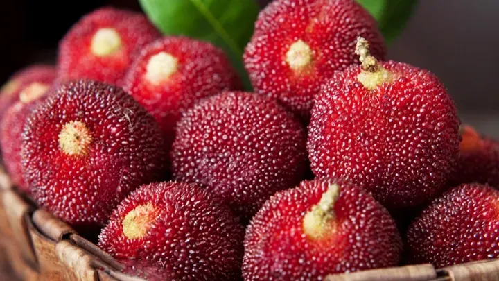 Tải Hình Ảnh Quả Mai Đẹp Nhất (quả Mai Xanh, Quả Mai Chín) Cho Người Yêu Cây Cảnh