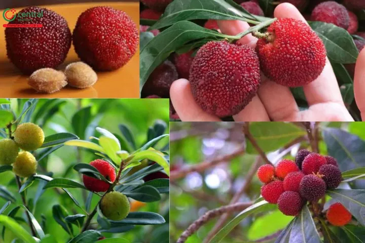 Tải Hình Ảnh Quả Mai Đẹp Nhất (quả Mai Xanh, Quả Mai Chín) Cho Người Yêu Cây Cảnh