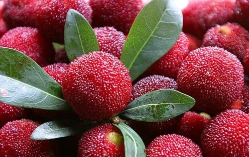 Tải Hình Ảnh Quả Mai Đẹp Nhất (quả Mai Xanh, Quả Mai Chín) Cho Người Yêu Cây Cảnh