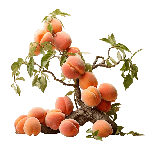 Tải Hình Ảnh Quả Mai Đẹp Nhất (quả Mai Xanh, Quả Mai Chín) Cho Người Yêu Cây Cảnh