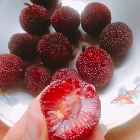 Tải Hình Ảnh Quả Mai Đẹp Nhất (quả Mai Xanh, Quả Mai Chín) Cho Người Yêu Cây Cảnh