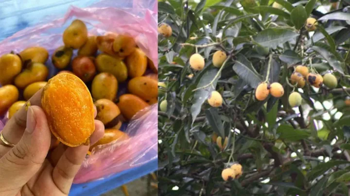 Nhận Diện Hình Ảnh Quả Quéo (quả Muỗm) Cho Người Yêu Trái Cây: Phân Biệt Với Xoài Và Thanh Trà Nhận Diện Hình Ảnh Quả Quéo (quả Muỗm) Cho Người Yêu Trái Cây: Phân Biệt Với Xoài Và Thanh Trà