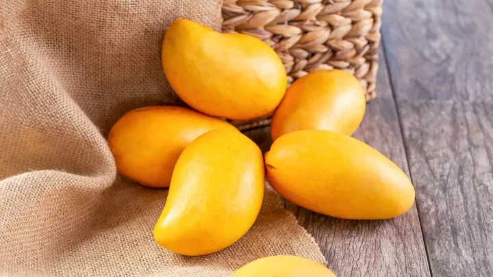Nhận Diện Hình Ảnh Quả Quéo (quả Muỗm) Cho Người Yêu Trái Cây: Phân Biệt Với Xoài Và Thanh Trà Nhận Diện Hình Ảnh Quả Quéo (quả Muỗm) Cho Người Yêu Trái Cây: Phân Biệt Với Xoài Và Thanh Trà