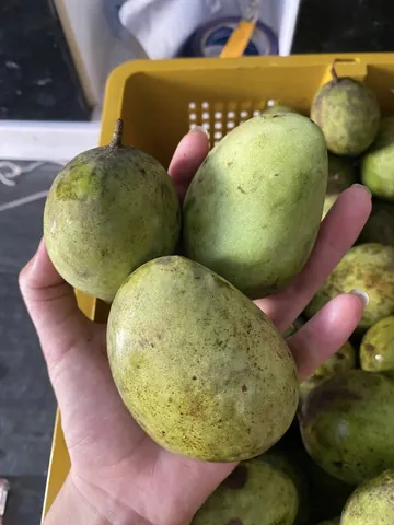 Nhận Diện Hình Ảnh Quả Quéo (quả Muỗm) Cho Người Yêu Trái Cây: Phân Biệt Với Xoài Và Thanh Trà Nhận Diện Hình Ảnh Quả Quéo (quả Muỗm) Cho Người Yêu Trái Cây: Phân Biệt Với Xoài Và Thanh Trà