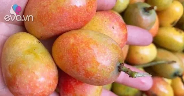 Nhận Diện Hình Ảnh Quả Quéo (quả Muỗm) Cho Người Yêu Trái Cây: Phân Biệt Với Xoài Và Thanh Trà Nhận Diện Hình Ảnh Quả Quéo (quả Muỗm) Cho Người Yêu Trái Cây: Phân Biệt Với Xoài Và Thanh Trà