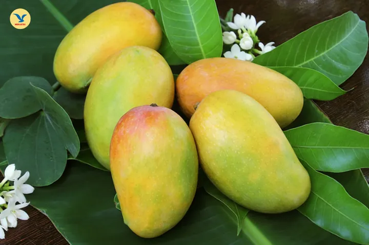 Nhận Diện Hình Ảnh Quả Quéo (quả Muỗm) Cho Người Yêu Trái Cây: Phân Biệt Với Xoài Và Thanh Trà Nhận Diện Hình Ảnh Quả Quéo (quả Muỗm) Cho Người Yêu Trái Cây: Phân Biệt Với Xoài Và Thanh Trà