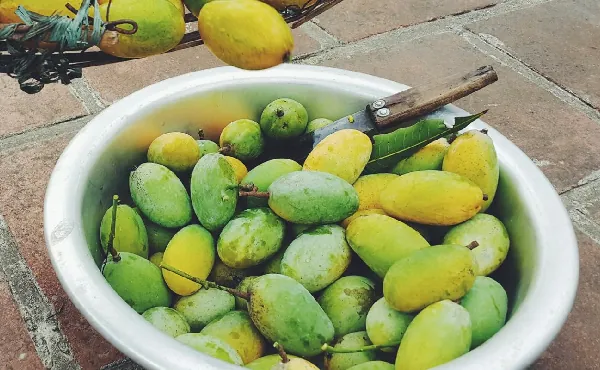 Nhận Diện Hình Ảnh Quả Quéo (quả Muỗm) Cho Người Yêu Trái Cây: Phân Biệt Với Xoài Và Thanh Trà Nhận Diện Hình Ảnh Quả Quéo (quả Muỗm) Cho Người Yêu Trái Cây: Phân Biệt Với Xoài Và Thanh Trà