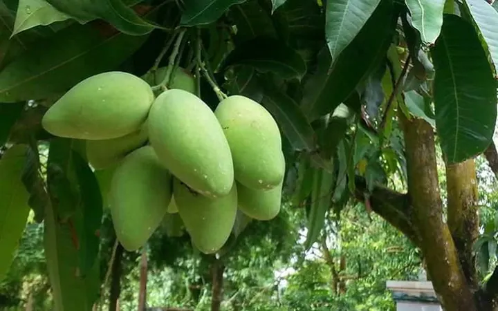Nhận Diện Hình Ảnh Quả Quéo (quả Muỗm) Cho Người Yêu Trái Cây: Phân Biệt Với Xoài Và Thanh Trà Nhận Diện Hình Ảnh Quả Quéo (quả Muỗm) Cho Người Yêu Trái Cây: Phân Biệt Với Xoài Và Thanh Trà