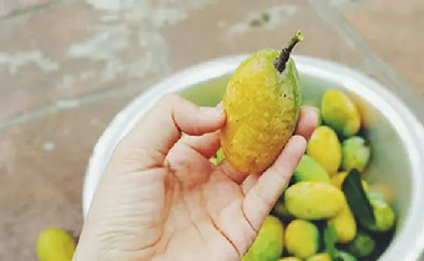 Nhận Diện Hình Ảnh Quả Quéo (quả Muỗm) Cho Người Yêu Trái Cây: Phân Biệt Với Xoài Và Thanh Trà Nhận Diện Hình Ảnh Quả Quéo (quả Muỗm) Cho Người Yêu Trái Cây: Phân Biệt Với Xoài Và Thanh Trà