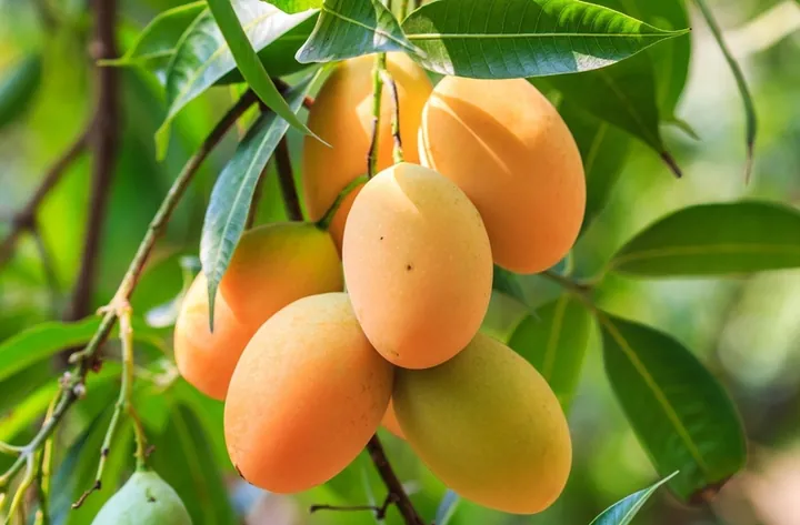Nhận Diện Hình Ảnh Quả Quéo (quả Muỗm) Cho Người Yêu Trái Cây: Phân Biệt Với Xoài Và Thanh Trà Nhận Diện Hình Ảnh Quả Quéo (quả Muỗm) Cho Người Yêu Trái Cây: Phân Biệt Với Xoài Và Thanh Trà