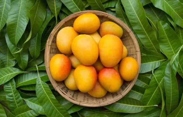 Nhận Diện Hình Ảnh Quả Quéo (quả Muỗm) Cho Người Yêu Trái Cây: Phân Biệt Với Xoài Và Thanh Trà Nhận Diện Hình Ảnh Quả Quéo (quả Muỗm) Cho Người Yêu Trái Cây: Phân Biệt Với Xoài Và Thanh Trà