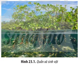 Khám Phá Hình Ảnh Quần Xã Sinh Vật Và Các Thành Phần Cấu Trúc Dành Cho Học Sinh Khám Phá Hình Ảnh Quần Xã Sinh Vật Và Các Thành Phần Cấu Trúc Dành Cho Học Sinh
