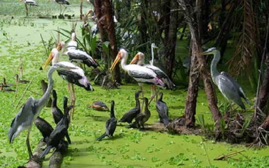 Khám Phá Hình Ảnh Quần Xã Sinh Vật Và Các Thành Phần Cấu Trúc Dành Cho Học Sinh Khám Phá Hình Ảnh Quần Xã Sinh Vật Và Các Thành Phần Cấu Trúc Dành Cho Học Sinh