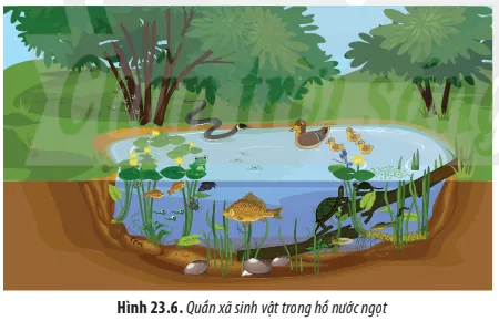 Khám Phá Hình Ảnh Quần Xã Sinh Vật Và Các Thành Phần Cấu Trúc Dành Cho Học Sinh Khám Phá Hình Ảnh Quần Xã Sinh Vật Và Các Thành Phần Cấu Trúc Dành Cho Học Sinh