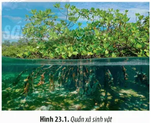 Khám Phá Hình Ảnh Quần Xã Sinh Vật Và Các Thành Phần Cấu Trúc Dành Cho Học Sinh Khám Phá Hình Ảnh Quần Xã Sinh Vật Và Các Thành Phần Cấu Trúc Dành Cho Học Sinh