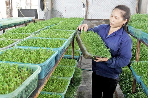 Khám Phá Hình Ảnh Rau Mầm Và Các Loại Phổ Biến Cho Người Yêu Thực Phẩm Sạch Khám Phá Hình Ảnh Rau Mầm Và Các Loại Phổ Biến Cho Người Yêu Thực Phẩm Sạch
