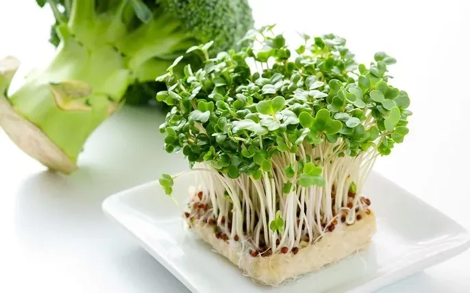 Khám Phá Hình Ảnh Rau Mầm Và Các Loại Phổ Biến Cho Người Yêu Thực Phẩm Sạch Khám Phá Hình Ảnh Rau Mầm Và Các Loại Phổ Biến Cho Người Yêu Thực Phẩm Sạch