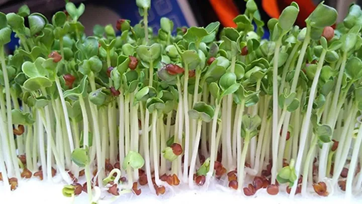 Khám Phá Hình Ảnh Rau Mầm Và Các Loại Phổ Biến Cho Người Yêu Thực Phẩm Sạch Khám Phá Hình Ảnh Rau Mầm Và Các Loại Phổ Biến Cho Người Yêu Thực Phẩm Sạch
