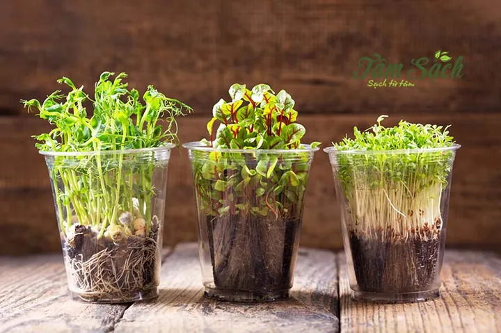 Khám Phá Hình Ảnh Rau Mầm Và Các Loại Phổ Biến Cho Người Yêu Thực Phẩm Sạch Khám Phá Hình Ảnh Rau Mầm Và Các Loại Phổ Biến Cho Người Yêu Thực Phẩm Sạch
