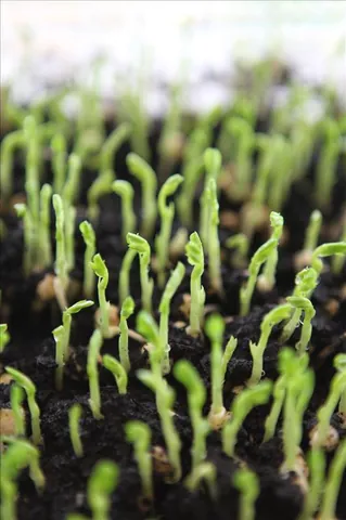 Khám Phá Hình Ảnh Rau Mầm Và Các Loại Phổ Biến Cho Người Yêu Thực Phẩm Sạch Khám Phá Hình Ảnh Rau Mầm Và Các Loại Phổ Biến Cho Người Yêu Thực Phẩm Sạch