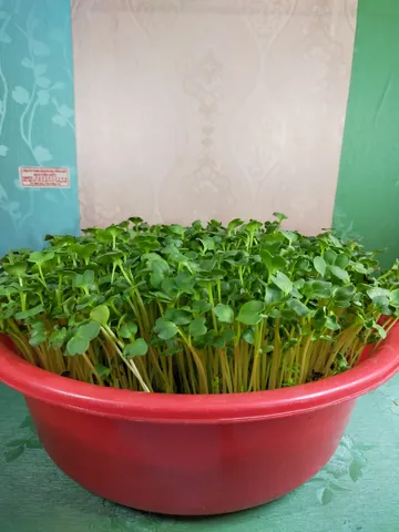 Khám Phá Hình Ảnh Rau Mầm Và Các Loại Phổ Biến Cho Người Yêu Thực Phẩm Sạch Khám Phá Hình Ảnh Rau Mầm Và Các Loại Phổ Biến Cho Người Yêu Thực Phẩm Sạch
