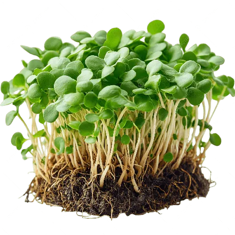 Khám Phá Hình Ảnh Rau Mầm Và Các Loại Phổ Biến Cho Người Yêu Thực Phẩm Sạch Khám Phá Hình Ảnh Rau Mầm Và Các Loại Phổ Biến Cho Người Yêu Thực Phẩm Sạch