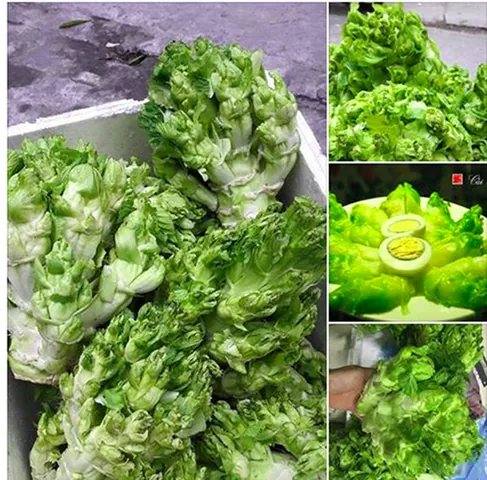 Khám Phá Hình Ảnh Rau Mầm Và Các Loại Phổ Biến Cho Người Yêu Thực Phẩm Sạch Khám Phá Hình Ảnh Rau Mầm Và Các Loại Phổ Biến Cho Người Yêu Thực Phẩm Sạch
