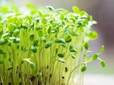 Khám Phá Hình Ảnh Rau Mầm Và Các Loại Phổ Biến Cho Người Yêu Thực Phẩm Sạch Khám Phá Hình Ảnh Rau Mầm Và Các Loại Phổ Biến Cho Người Yêu Thực Phẩm Sạch