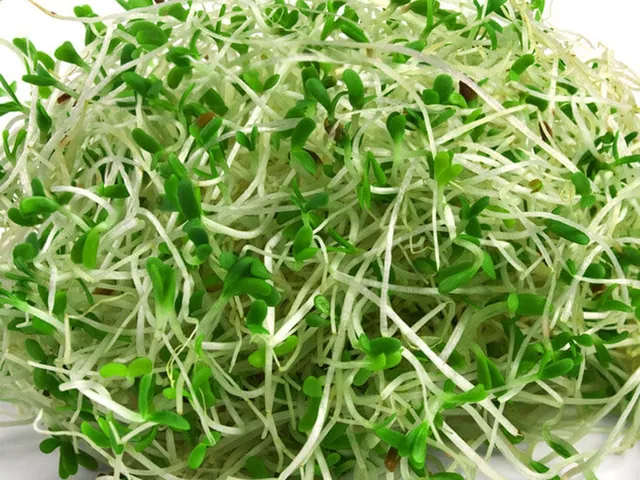 Khám Phá Hình Ảnh Rau Mầm Và Các Loại Phổ Biến Cho Người Yêu Thực Phẩm Sạch Khám Phá Hình Ảnh Rau Mầm Và Các Loại Phổ Biến Cho Người Yêu Thực Phẩm Sạch