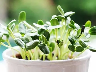 Khám Phá Hình Ảnh Rau Mầm Và Các Loại Phổ Biến Cho Người Yêu Thực Phẩm Sạch Khám Phá Hình Ảnh Rau Mầm Và Các Loại Phổ Biến Cho Người Yêu Thực Phẩm Sạch