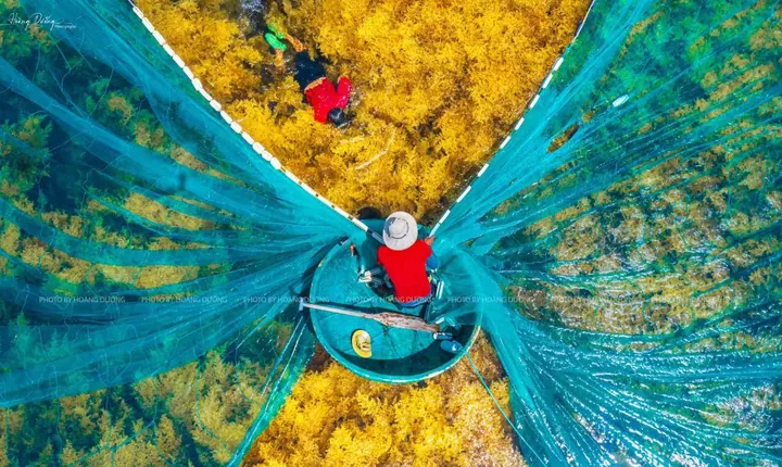 Chiêm Ngưỡng Hình Ảnh Rong Mơ Tại Hòn Khô Và Gành Yến: Khám Phá Vẻ Đẹp Mùa Rong Và Giá Trị Dinh Dưỡng Cho Du Khách