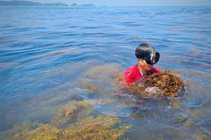 Chiêm Ngưỡng Hình Ảnh Rong Mơ Tại Hòn Khô Và Gành Yến: Khám Phá Vẻ Đẹp Mùa Rong Và Giá Trị Dinh Dưỡng Cho Du Khách