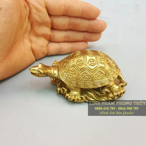 Xem Và Tải Hình Ảnh Rùa Đồng Đẹp, Chuẩn Nhất Dành Cho Người Yêu Phong Thủy Và Bảo Tồn Xem Và Tải Hình Ảnh Rùa Đồng Đẹp, Chuẩn Nhất Dành Cho Người Yêu Phong Thủy Và Bảo Tồn
