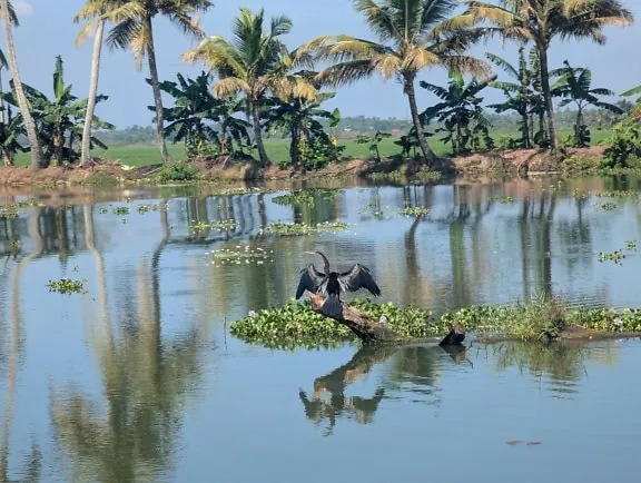 Tải Xuống Hình Ảnh Chim Sáo Đẹp: Từ Sáo Đá, Sáo Nâu Đến Các Loài Sáo Cảnh Cho Người Yêu Chim Tải Xuống Hình Ảnh Chim Sáo Đẹp: Từ Sáo Đá, Sáo Nâu Đến Các Loài Sáo Cảnh Cho Người Yêu Chim