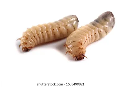 Tải Và Sử Dụng Hình Ảnh Sâu Larva Miễn Phí Cho Trẻ Em Và Designer (khác Biệt Với Ấu Trùng Côn Trùng) Tải Và Sử Dụng Hình Ảnh Sâu Larva Miễn Phí Cho Trẻ Em Và Designer (khác Biệt Với Ấu Trùng Côn Trùng)