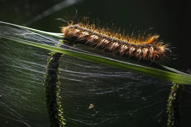 Tải Và Sử Dụng Hình Ảnh Sâu Larva Miễn Phí Cho Trẻ Em Và Designer (khác Biệt Với Ấu Trùng Côn Trùng) Tải Và Sử Dụng Hình Ảnh Sâu Larva Miễn Phí Cho Trẻ Em Và Designer (khác Biệt Với Ấu Trùng Côn Trùng)
