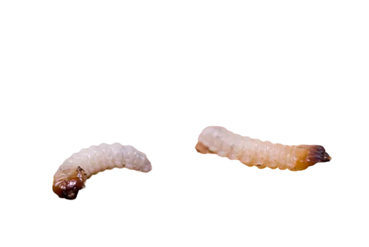 Tải Và Sử Dụng Hình Ảnh Sâu Larva Miễn Phí Cho Trẻ Em Và Designer (khác Biệt Với Ấu Trùng Côn Trùng) Tải Và Sử Dụng Hình Ảnh Sâu Larva Miễn Phí Cho Trẻ Em Và Designer (khác Biệt Với Ấu Trùng Côn Trùng)