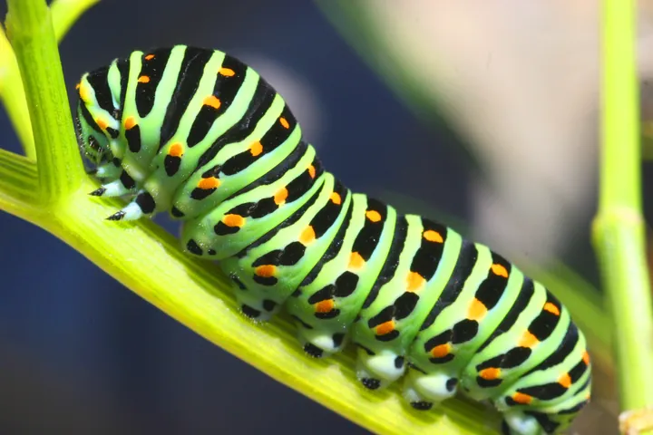 Tải Và Sử Dụng Hình Ảnh Sâu Larva Miễn Phí Cho Trẻ Em Và Designer (khác Biệt Với Ấu Trùng Côn Trùng) Tải Và Sử Dụng Hình Ảnh Sâu Larva Miễn Phí Cho Trẻ Em Và Designer (khác Biệt Với Ấu Trùng Côn Trùng)