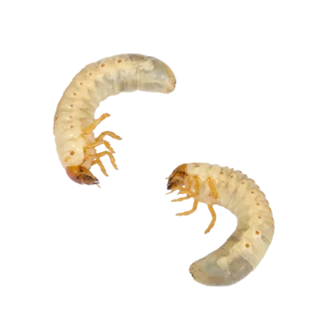 Tải Và Sử Dụng Hình Ảnh Sâu Larva Miễn Phí Cho Trẻ Em Và Designer (khác Biệt Với Ấu Trùng Côn Trùng) Tải Và Sử Dụng Hình Ảnh Sâu Larva Miễn Phí Cho Trẻ Em Và Designer (khác Biệt Với Ấu Trùng Côn Trùng)
